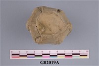 藏品(加冠冠狀藤壺(模))的圖片